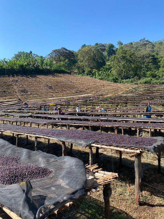 Ethiopia Banko Tatatu