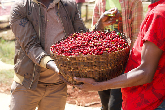 Coffee Processing Methods