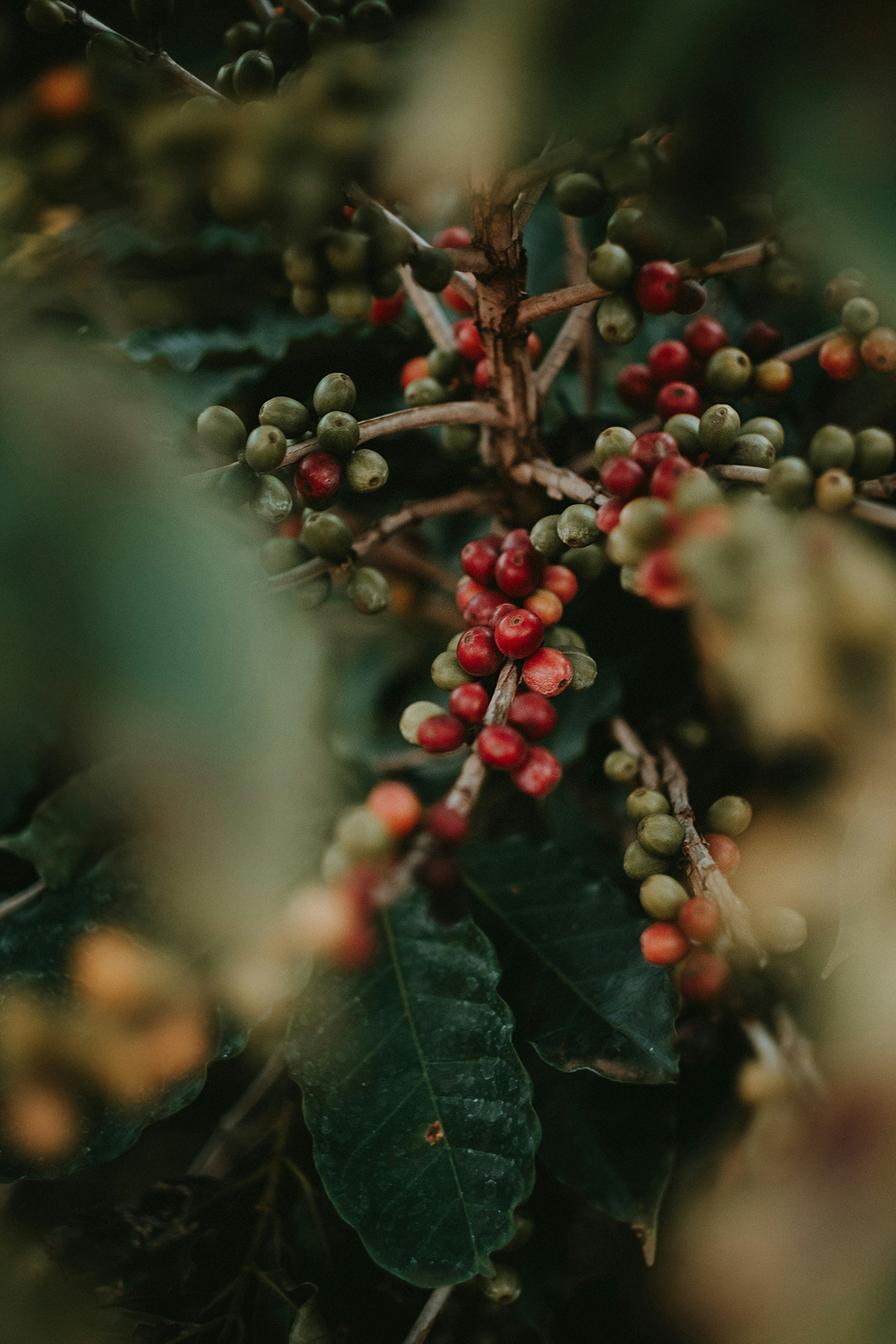 Harmony in Every Sip: The Sustainable Path of Ethical Coffee Sourcing